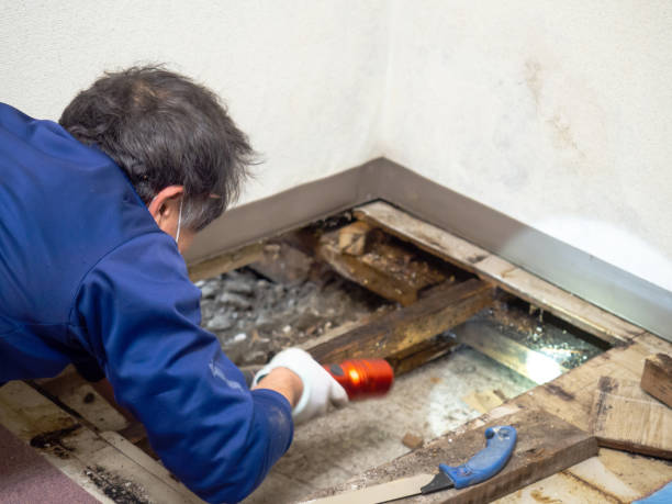 Best Emergency Mold Removal  in Bon Secour, AL