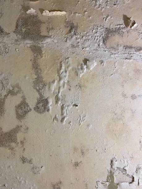 Best Office Mold Removal Services  in Bon Secour, AL
