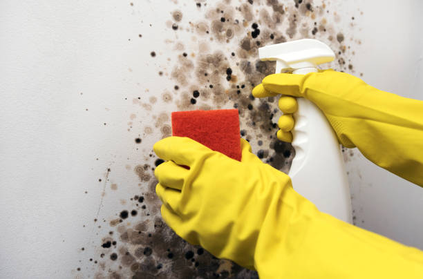 Best Mold Damage Repair  in Bon Secour, AL