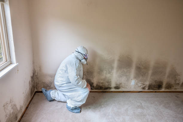 Best Home Mold Removal  in Bon Secour, AL